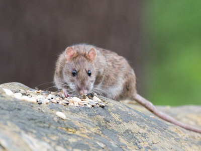 Titelbild Bekämpfung von Ratten und Hausmäusen