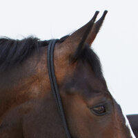 Kieffer Knotenhalfter Ruby - schwarz/burgund - Pony