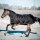 CATAGO Endurance 1680D Outdoordecke für Pferde, 150g - schwarz